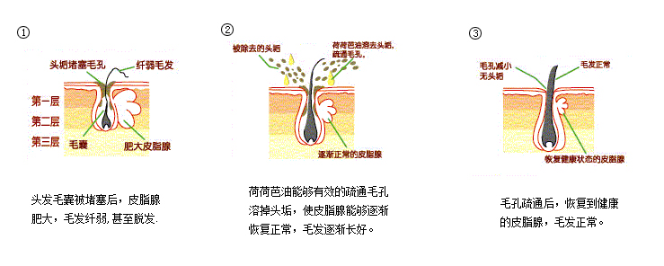 荷荷芭产品功效说明图